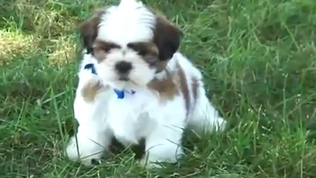 щенки ши тцу играют Shih Tzu puppies are playing 8 смотреть онлайн
