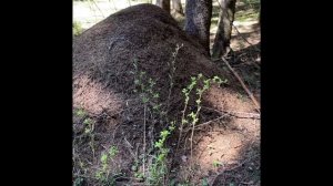 Муравейник