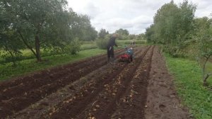 Копка картофеля мотоблоком Мтз с грохотной картофелекопалкой. Осень 2020.