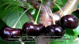 Черешня Ревна: описание сорта, фото и уход за культурой