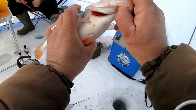 Рыбалка на щуку и окуня в конце февраля. Погоняли на мотособаке. смотреть онлайн