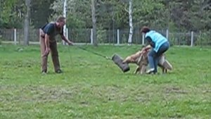 Hovawart Ховаварт Варя (Avrora vom Klinov Hof)