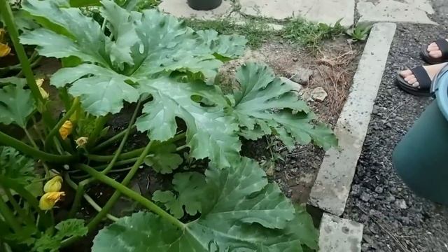 лучший биологический препарат!!! Чем обработать огурцы от тли?? одна химия! сколько можно) смотреть онлайн