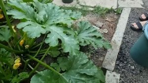 лучший биологический препарат!!! Чем обработать огурцы от тли?? одна химия! сколько можно)