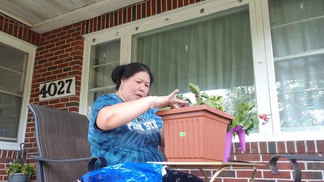 HOW TO MAKE VARIETIES OF BOUGAINVILLEA TO BLOOM#VLOG61 смотреть онлайн