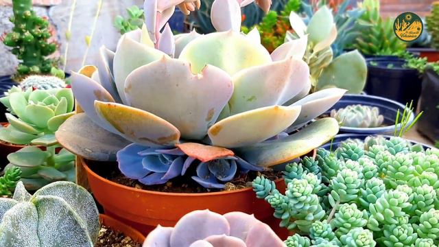 Echeveria Dusty Rose ¿Variegada? смотреть онлайн
