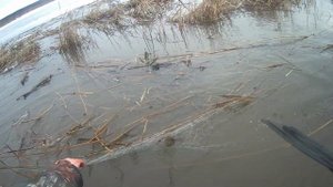 первая проверка сети щука пошла