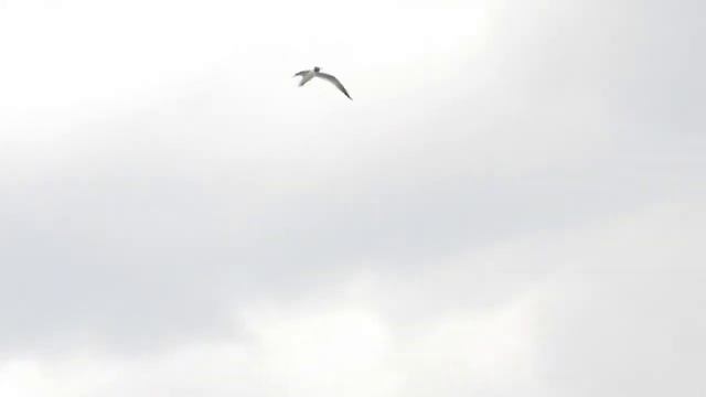 Полет Стих Ольги Короленко смотреть онлайн