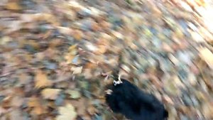 Щенки играют. Американский Кокер.