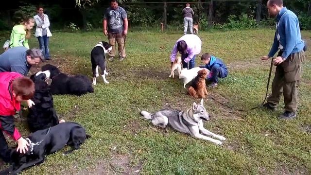 Обучение собак. Послушание, дрессировка.