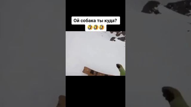 Смешные-животные-до-слёз-сборник1_11.mp4