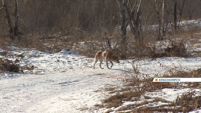 В Красноярске стали известны результаты экспертиз трупов со следами звериных укусов смотреть онлайн