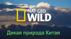 Nat Geo Wild Дикая природа Китая. Царство дикой природы Тибета   China's wild side