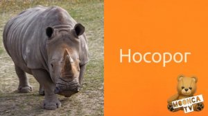 Карточки Домана [животные] Изучаем животных. Учим слова