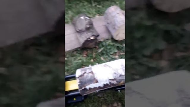 Обзор дровокола чемпион 5001 смотреть онлайн