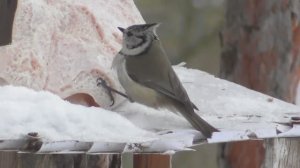 Хохлатая любительница сала. Хохлатая синица ( Lophophanes cristatus )