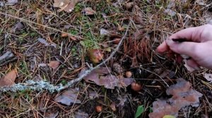 ГРИБЫ ПОШЛИ: Всеволожский район ЛО (конец сентября 2022).0+