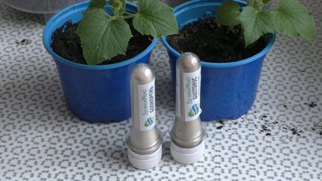 Пересаживаем домашние огурцы смотреть онлайн