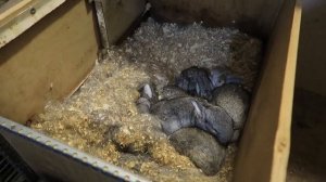 Большой Зимний Обзор Крольчатника