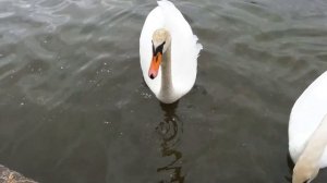 Укусил лебедь