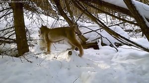 Рысь на охоте. Очень редкие кадры