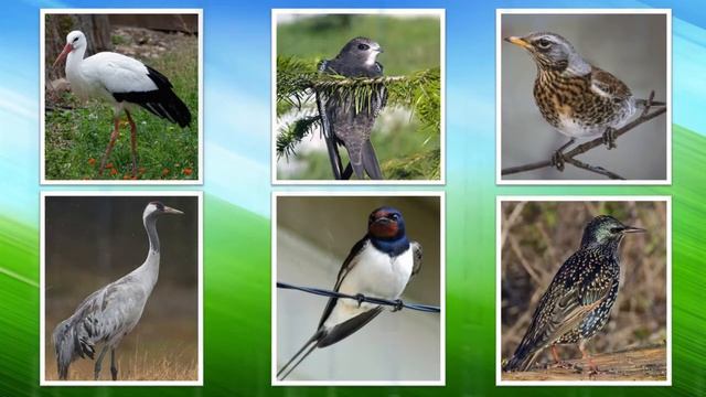 Пернатые друзья смотреть онлайн