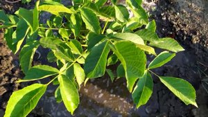 Грецкий орех второго года.Подкормка в августе.