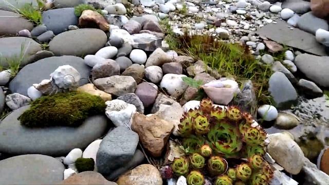 Дачный прудик с карасями и альпийской горкой.