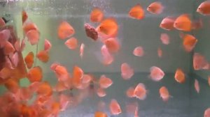 Кормим дискусов