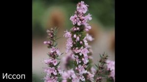 Неприхотливые МНОГОЛЕТНИКИ цветущие ВСЁ ЛЕТО!