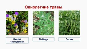 Многообразие растений