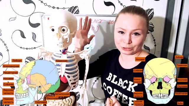 АНАТОМИЯ ЧЕЛОВЕКА. Строение черепа.