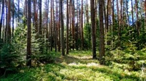 Пение птиц в весеннем лесу для расслабления и сна. Звуки природы для сна. Релакс.