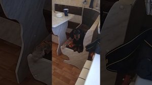 Такса поет под 40 симфонию Моцарта