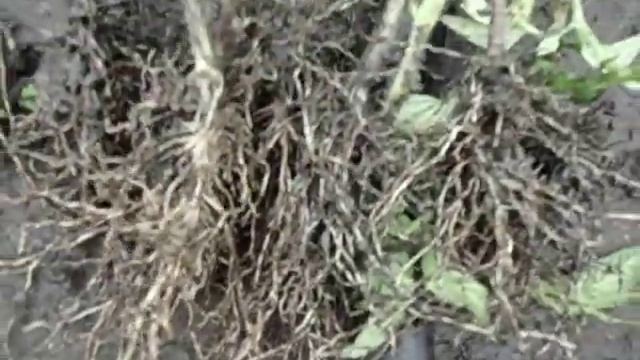 ВЫСАЖИВАЮ ЗДОРОВУЮ КРЕПКУЮ РАССАДУ ИЗ ТОННЕЛЕЙ В ГРУНТ Видео Ольги Черновой 30 мая смотреть онлайн