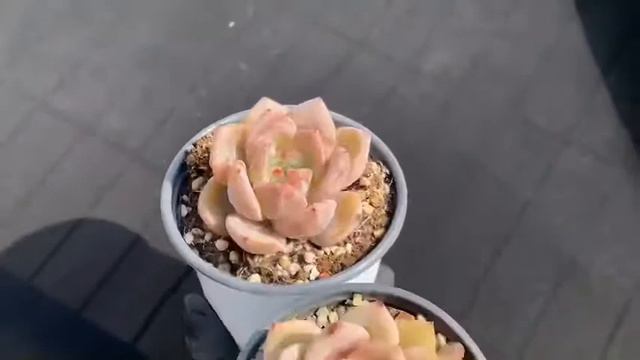 红酒香槟 多肉植物 succulents #たにくしょくぶつ #다육식물 #suculenta #sukkulente #pianta grassy смотреть онлайн