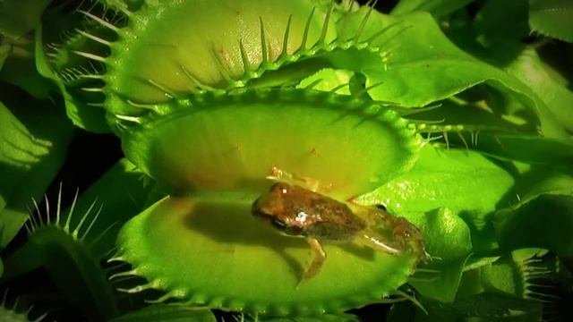 Загадочное и опасное растение-хищник — Венерина мухоловка!