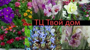 Твой дом Цветы