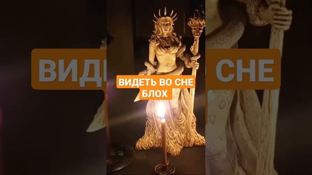 ВИДЕТЬ ВО СНЕ БЛОХ #ингахосроева #сон #сонник #shorts #short #shortvideo #shortsvideo #блохи #блоха