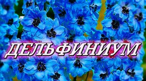 Дельфиниум. Как? Почему? И зачем? Посадка, выращивание и уход. Полезные советы начинающим садоводам.