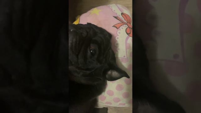 Спокойной ночи малыши. Ночная фурия спит.