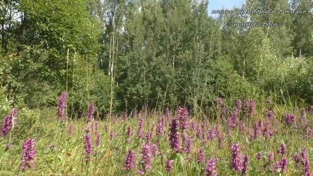 Прогулка в лес за грибами. Июль 2019 г.,Чеховский р-он ,Мос.обл. смотреть онлайн