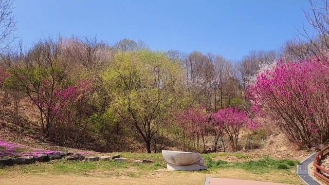 꽃잔디축제 | 꽃잔디로 수놓은 산청 생초국제조각공원 | Please enjoy the moss phlox festival [모닝햇살하우스] смотреть онлайн