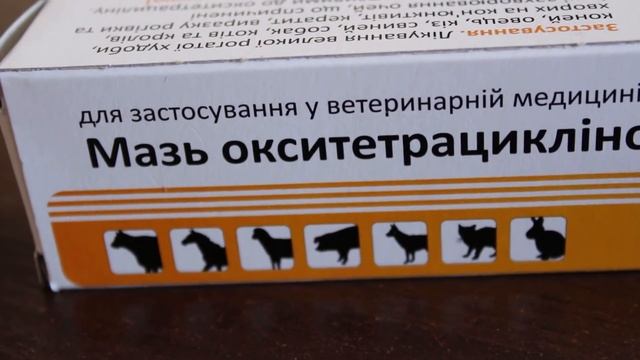 Куки будет жить? Как лечить хомяка с травмой глаза? смотреть онлайн