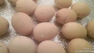 Инкубация куриного яйца КОББ 500. 19-21 день инкубации.Вывод.