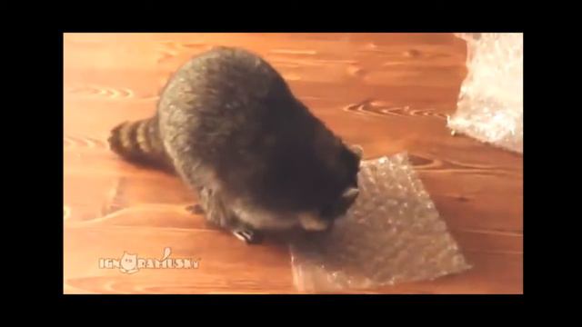 Любите щелкать пузырьки? Даже еноты это любят! смотреть онлайн