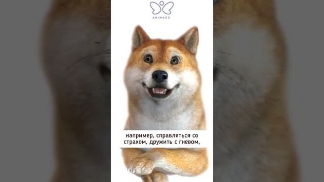 Анимаго-психологи помогают детям напрямую