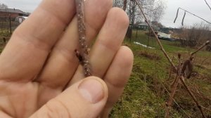 Обрезка сада фундука