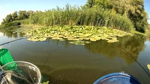 Ловля карася на горчицу