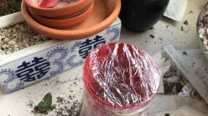 Over Water Cutting/Leaf Propagation Technique #2.  The Saran Wrap Method